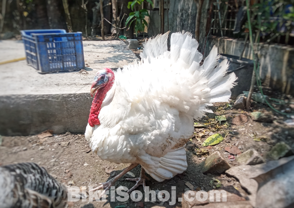 টার্কি মুরগি